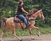 endurance-kentucky-mountain-horse