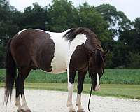 tobiano-see-pics-pony