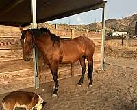 andalusian-horse-for-sale