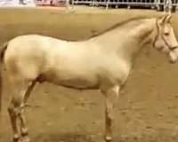 performance-horse