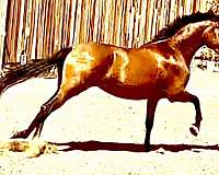 rancho-mare