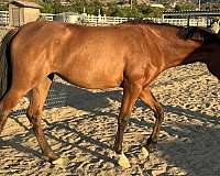 andalusian-horse-for-sale