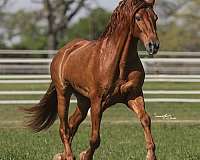 stallion-filly