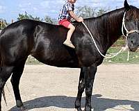 all-around-mare-quarter-horse