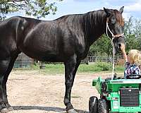 amazing-quarter-horse