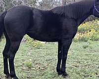 bareback-quarter-horse