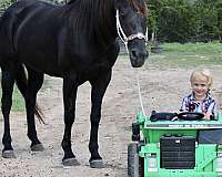 black-quarter-horse