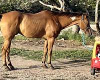 bareback-quarter-horse