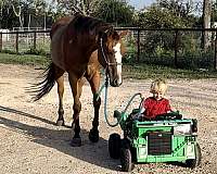 barrel-race-quarter-horse