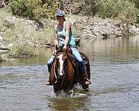 barrel-racing-quarter-horse