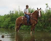 chestnut-white-strip-legs-horse