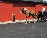 driving-draft-horse