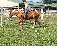 athletic-draft-horse