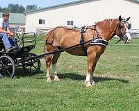 parade-draft-horse