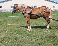 pleasure-driving-draft-horse