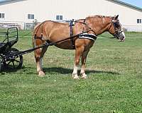 team-driving-draft-horse