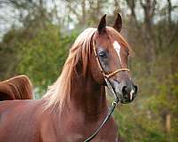 athletic-arabian-horse