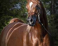 breeding-arabian-horse