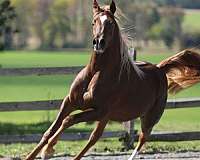 equitation-arabian-horse