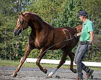 dressage-arabian-horse