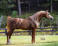 english-pleasure-arabian-horse