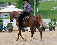 halter-arabian-horse