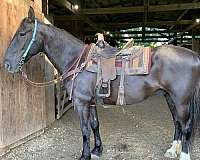 team-dr-percheron-horse