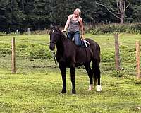 black-small-star-horse