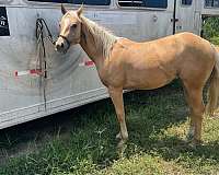 palomino-star-strip-horse