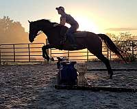 athletic-warmblood-horse