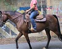 dressage-warmblood-horse