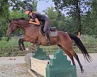 eventing-warmblood-horse