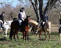 hunter-under-saddle-warmblood-horse