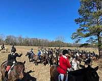 husband-safe-warmblood-horse