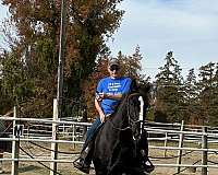 dressage-dutch-warmblood-warmblood-horse