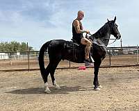 black-dressage-horse