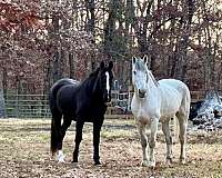 beauty-dutch-warmblood-horse