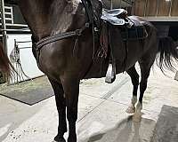 black-beauty-dutch-warmblood-warmblood-horse