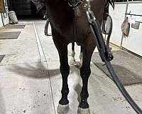 black-dutch-warmblood-horse