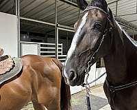 black-beauty-dutch-warmblood-horse