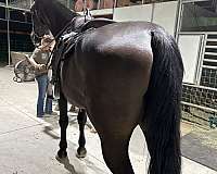 hands-dutch-warmblood-horse