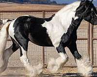 champion-gypsy-vanner-tiger-horse