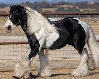 dressage-gypsy-vanner-tiger-horse