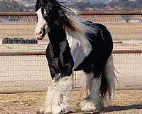 stallion-gypsy-vanner-tiger-horse