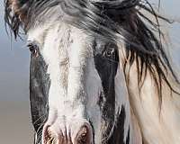 trained-gypsy-vanner-tiger-horse