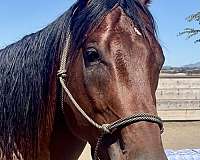 barrel-racing-thoroughbred-horse