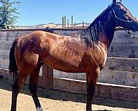 barrel-thoroughbred-horse