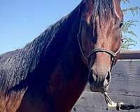 breeding-thoroughbred-horse