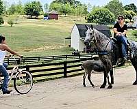 gun-safe-horse-kentucky-mountain