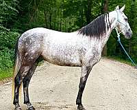 trail-kentucky-mountain-horse